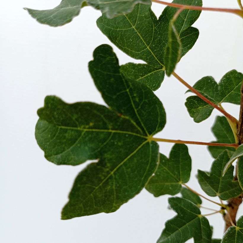 Acer monspessulanum - Montpellier esdoorn (Blad)