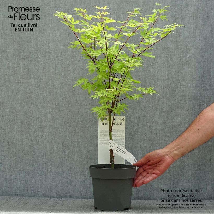 Exemplaar van Acer palmatum Anne Irene - Japanse esdoorn Pot van 2 l/3 l zoals geleverd in de zomer