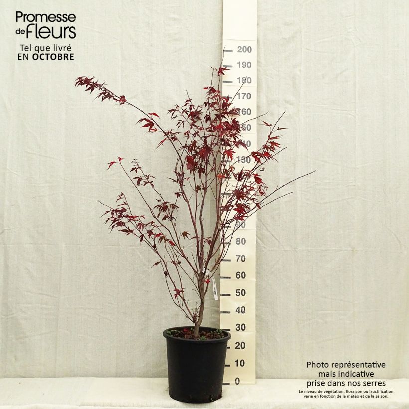 Exemplaar van Acer palmatum Atropurpureum - Japanse esdoorn Pot van 20 l/25 l zoals geleverd in de herfst