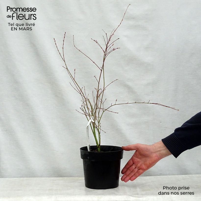 Exemplaar van Acer palmatum Beni Shichihenge - Japanse esdoorn Pot van 3 l/4 l zoals geleverd in de lente