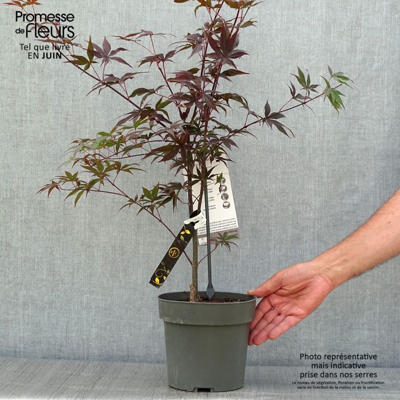 Exemplaar van Acer palmatum Bloodgood - Japanse esdoorn Pot van 3 l/4 l zoals geleverd in de zomer