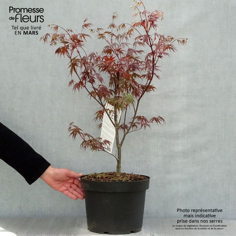 Exemplaar van Acer palmatum Bloodgood - Japanse esdoorn Pot van 7,5 l/10 l zoals geleverd in de lente