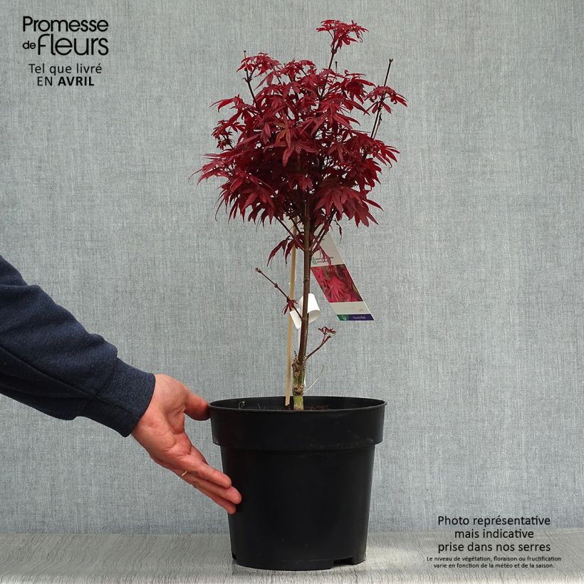 Exemplaar van Acer palmatum Brandts Dwarf - Japanse esdoorn Pot van 4 l/5 l zoals geleverd in de lente