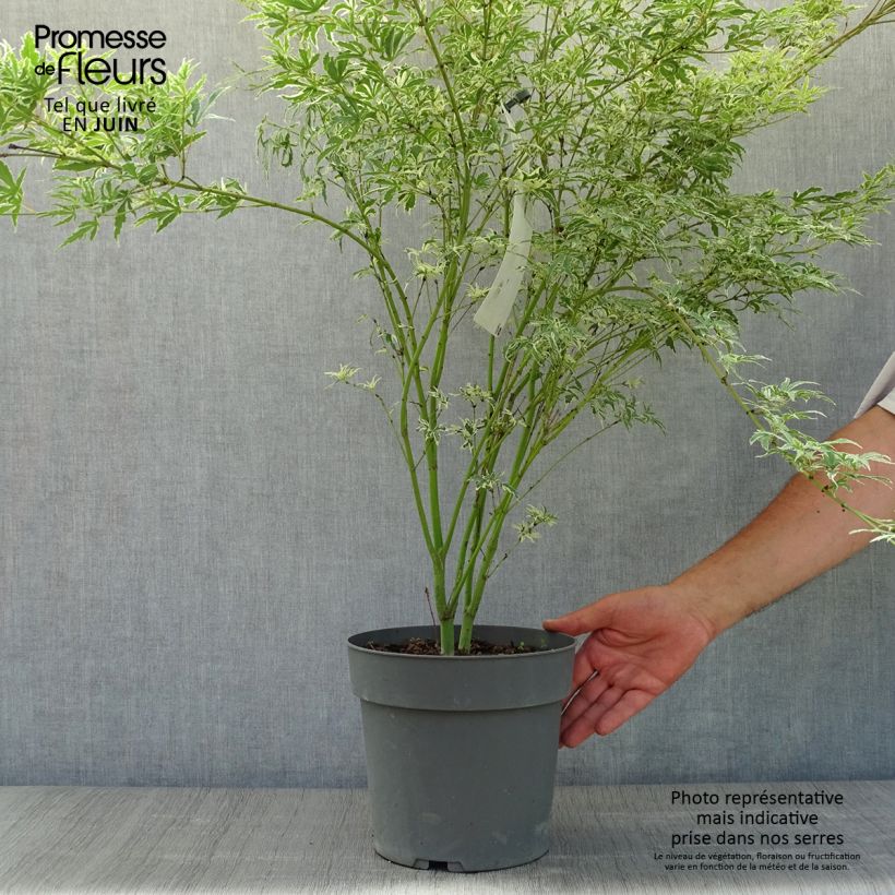 Exemplaar van Acer palmatum Butterfly - Japanse esdoorn Pot van 4 l/5 l zoals geleverd in de zomer