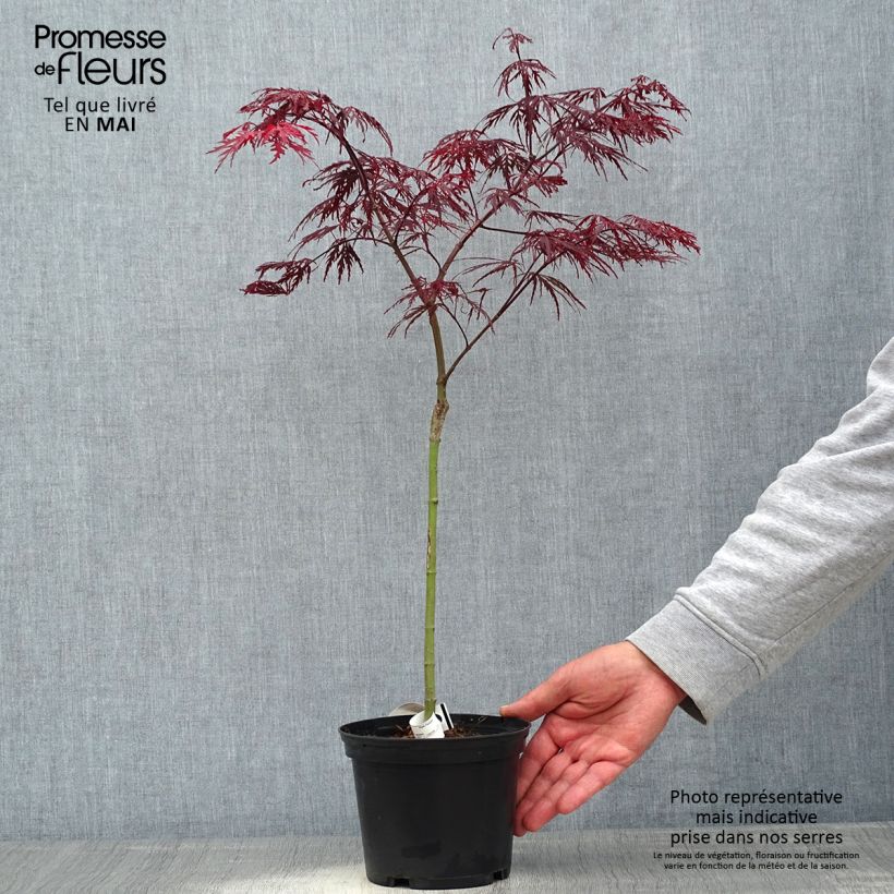 Exemplaar van Acer palmatum var. dissectum Crimson Queen - Japanse esdoorn Pot van 2 l/3 l zoals geleverd in de lente