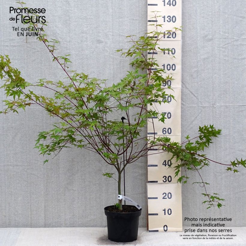 Exemplaar van Acer palmatum Deshojo - Japanse esdoorn Pot van 4 l/5 l zoals geleverd in de zomer