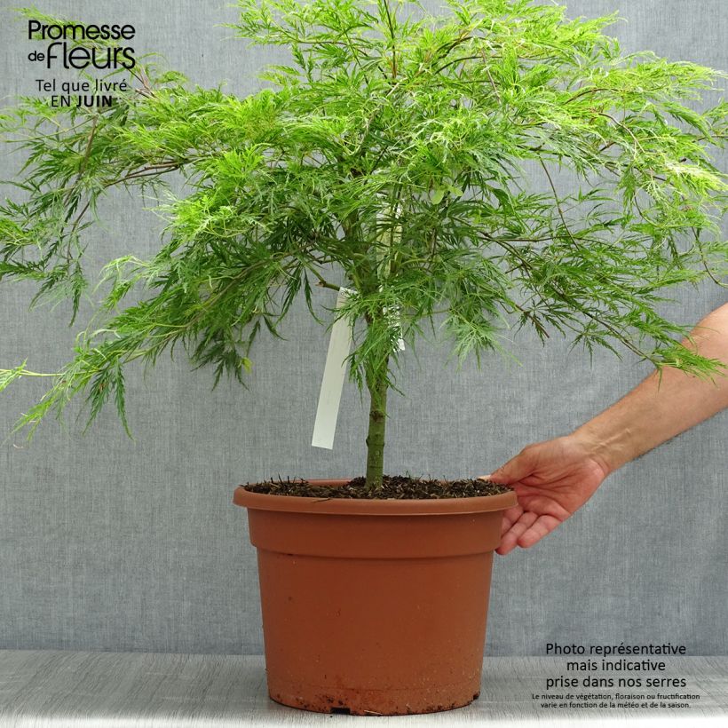 Exemplaar van Acer palmatum Dissectum - Japanse esdoorn Pot van 7,5 l/10 l zoals geleverd in de zomer