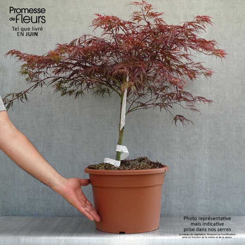 Exemplaar van Acer palmatum Dissectum Garnet - Japanse esdoorn Pot van 6 l/7 l zoals geleverd in de zomer