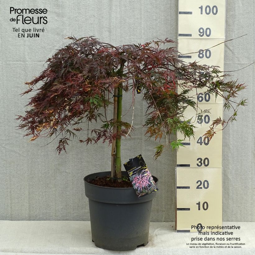 Exemplaar van Acer palmatum Dissectum Orangeola - Japanse esdoorn Pot van 7,5 l/10 l zoals geleverd in de lente