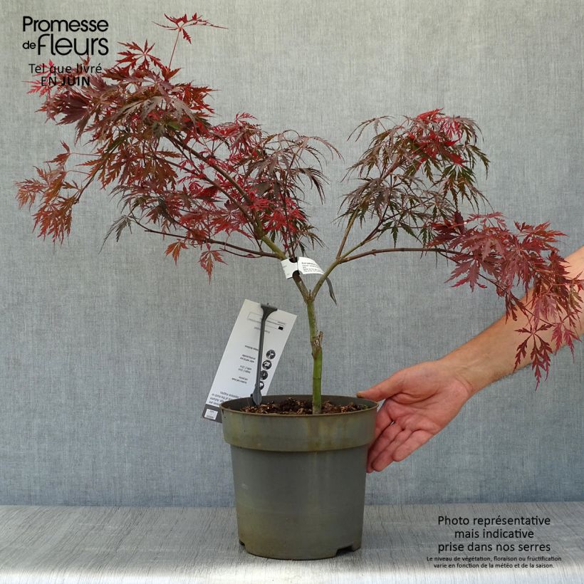 Exemplaar van Acer palmatum Dissectum Tamukeyama - Japanse esdoorn Pot van 4 l/5 l zoals geleverd in de zomer