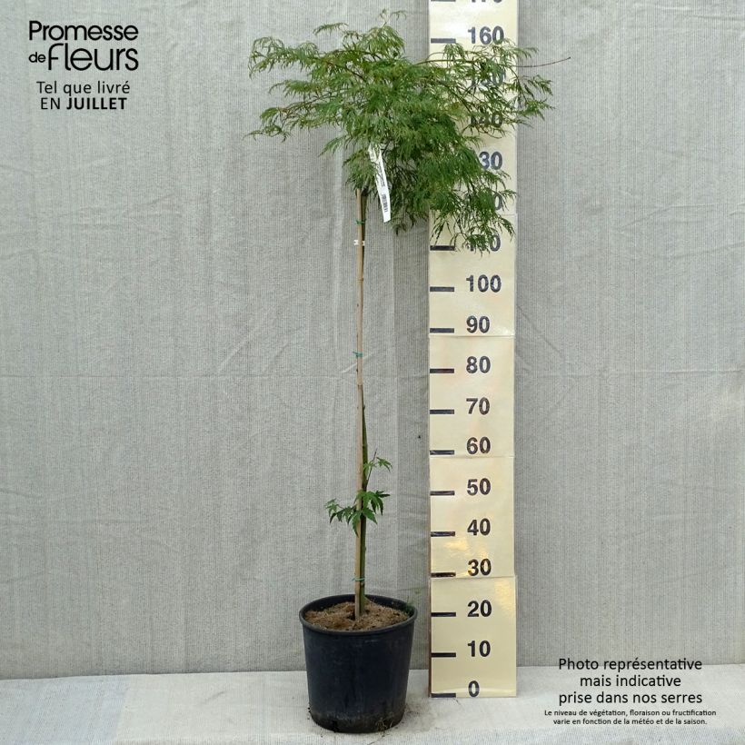 Exemplaar van Acer palmatum Dissectum Viridis - Japanse esdoorn Pot van 12 l/15 l, Stengel zoals geleverd in de zomer