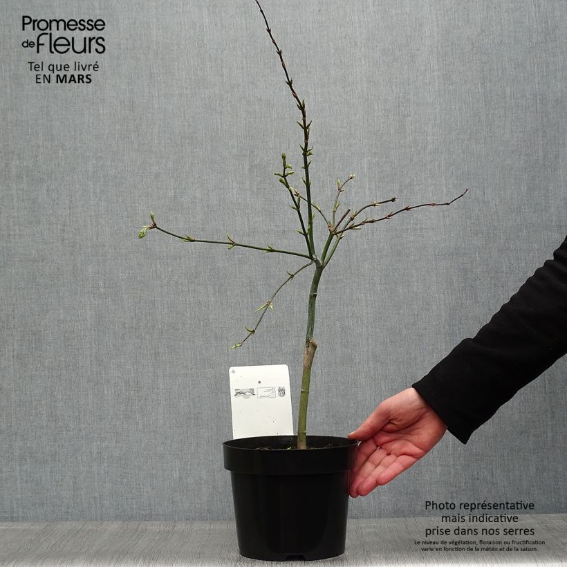 Exemplaar van Acer palmatum Dissectum - Japanse esdoorn Pot van 3 l/4 l zoals geleverd in de lente