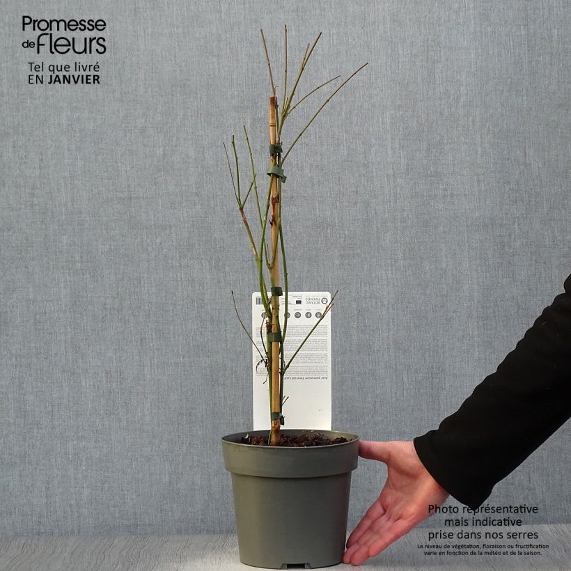 Example of Acer palmatum Emerald Lace - Japanse esdoorn Pot van 7,5 l/10 l as you get in hiver