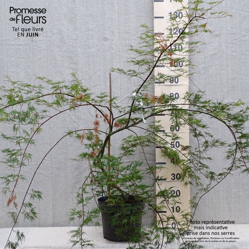 Exemplaar van Acer palmatum Emerald Lace - Japanse esdoorn Pot van 7,5 l/10 l zoals geleverd in de zomer