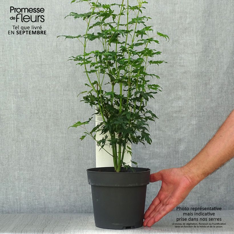 Exemplaar van Acer palmatum Going Green - Japanse esdoorn Pot van 3 l/4 l zoals geleverd in de herfst