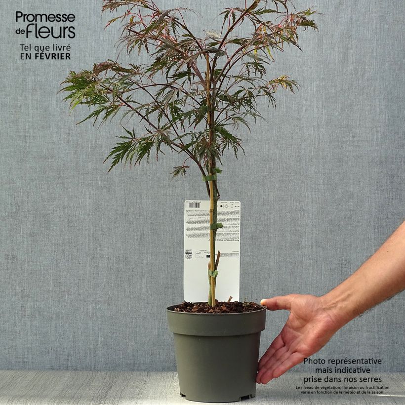 Exemplaar van Acer palmatum Inaba-Shidare - Japanse esdoorn Pot van 3 l/4 l zoals geleverd in de herfst