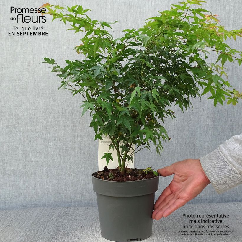 Exemplaar van Acer palmatum Little Princess - Japanse esdoorn Pot van 2 l/3 l zoals geleverd in de herfst
