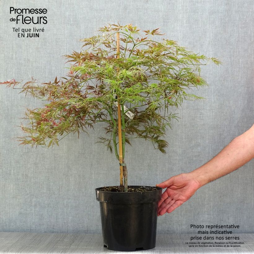 Exemplaar van Acer palmatum Dissectum Ornatum - Japanse esdoorn Pot van 7,5 l/10 l zoals geleverd in de zomer