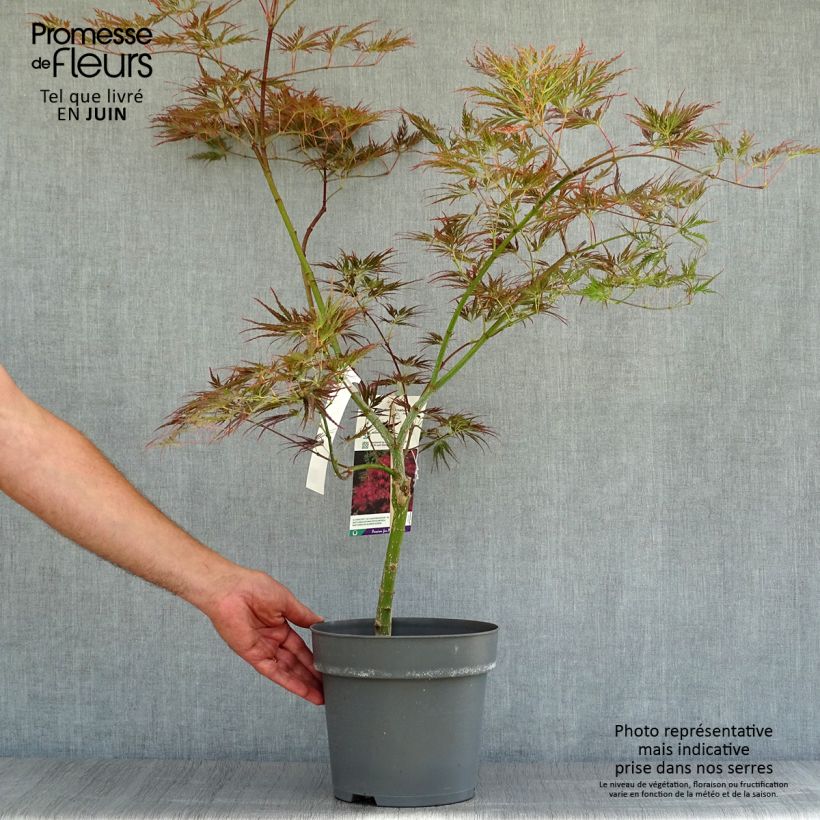 Exemplaar van Acer palmatum Dissectum Ornatum - Japanse esdoorn Pot van 4 l/5 l zoals geleverd in de zomer