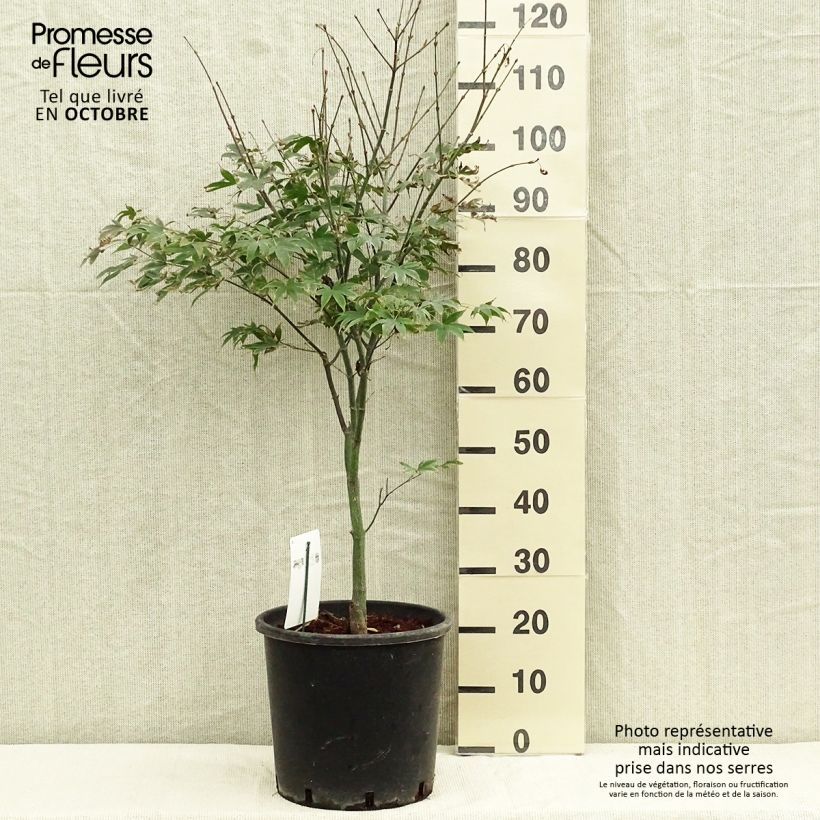 Exemplaar van Acer palmatum Osakazuki - Japanse esdoorn Pot van 7,5 l/10 l zoals geleverd in de herfst