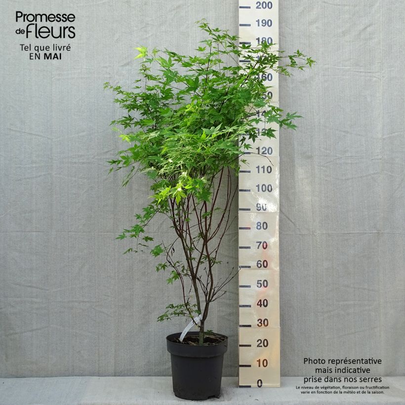 Exemplaar van Acer palmatum Osakazuki - Japanse esdoorn Pot van 7,5 l/10 l zoals geleverd in de lente