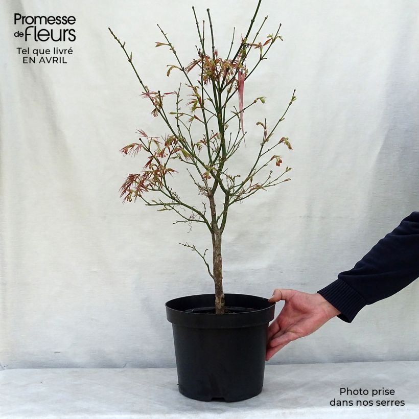 Exemplaar van Acer palmatum Red Pygmy - Japanse esdoorn Pot van 3 l/4 l zoals geleverd in de lente