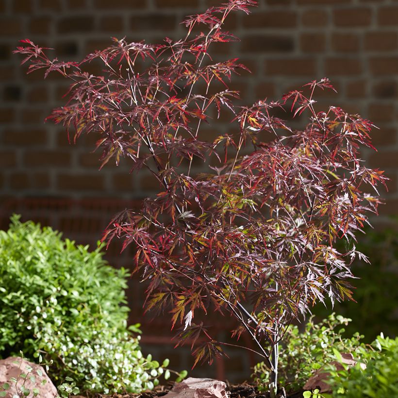 Acer palmatum Royal Garnet - Japanse esdoorn (Groeiplaats)