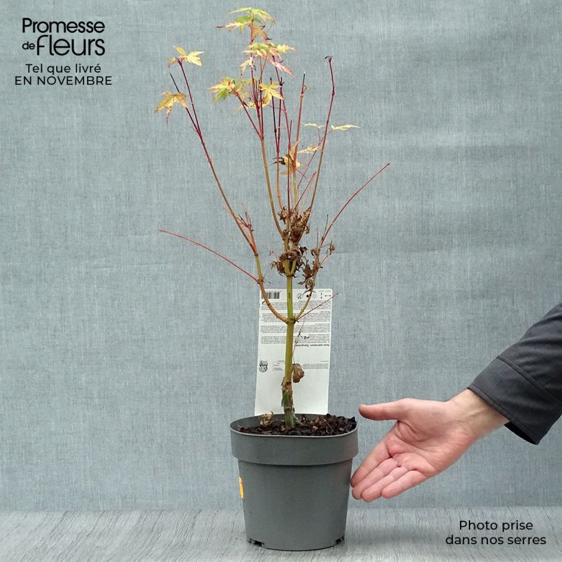 Exemplaar van Acer palmatum Sangokaku Senkaki - Japanse esdoorn Pot van 2 l/3 l zoals geleverd in de herfst