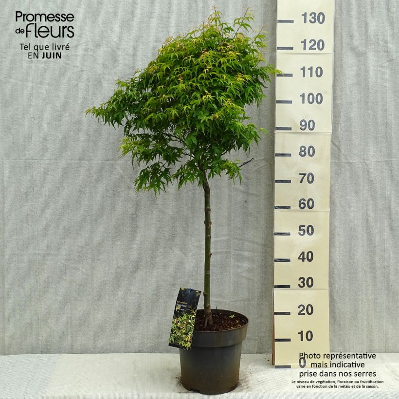 Exemplaar van Acer palmatum Sharps Pygmy - Japanse esdoorn Pot van 7,5 l/10 l, Stengel zoals geleverd in de lente