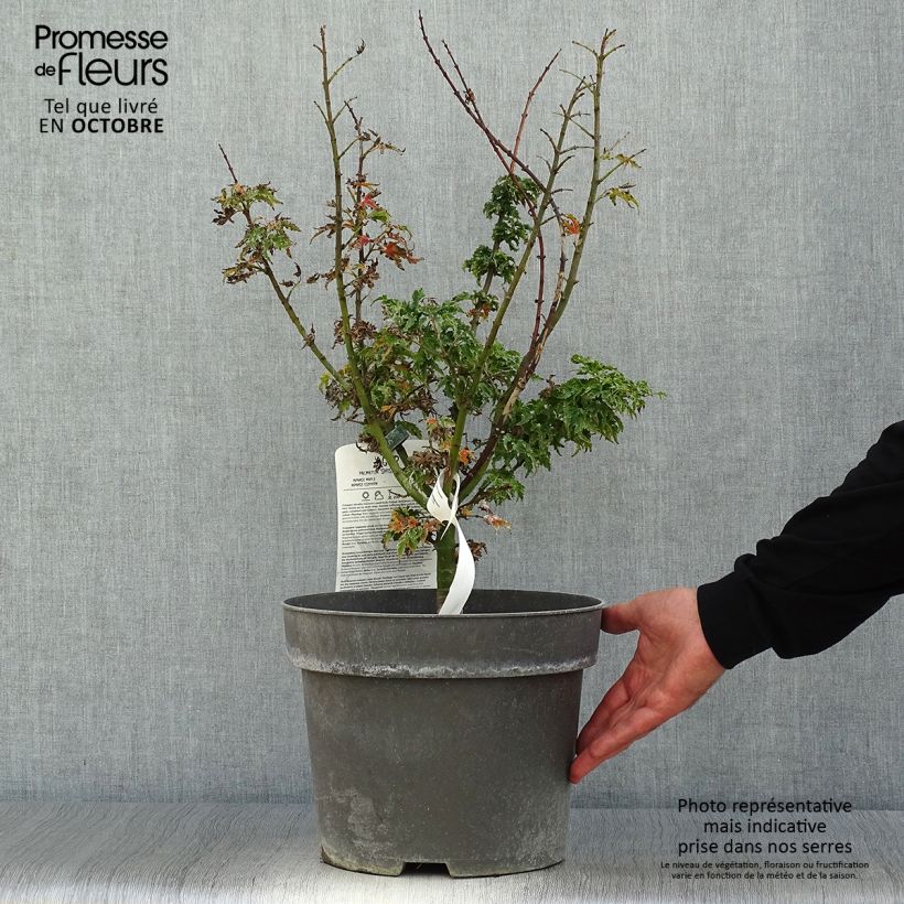 Exemplaar van Acer palmatum Shishigashira - Japanse esdoorn Pot van 7,5 l/10 l zoals geleverd in de herfst