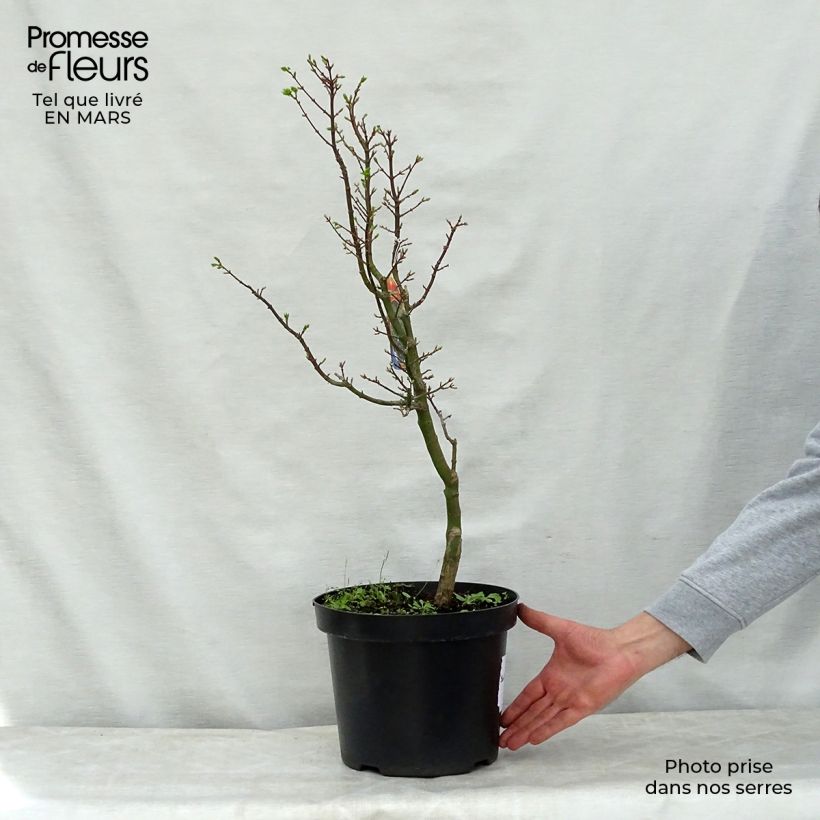 Example of Acer palmatum Shishigashira - Japanse esdoorn Pot van 7,5 l/10 l as you get in printemps