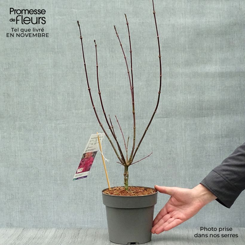 Exemplaar van Acer palmatum Skeeters Broom - Japanse esdoorn Pot van 3 l/4 l zoals geleverd in de herfst