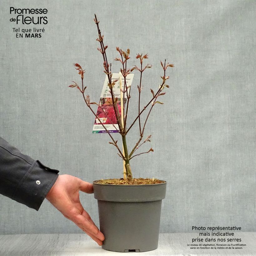 Exemplaar van Acer palmatum Skeeters Broom - Japanse esdoorn Pot van 3 l/4 l zoals geleverd in de lente