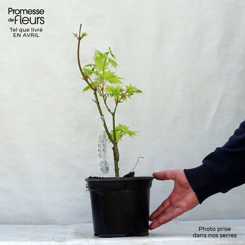 Example of Acer palmatum Summer Gold - Japanse esdoorn Pot van 3 l/4 l as you get in printemps