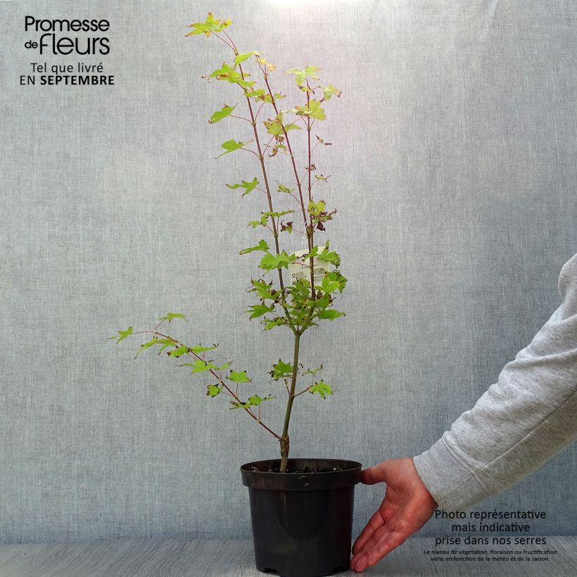 Exemplaar van Acer palmatum Summer Gold - Japanse esdoorn Pot van 3 l/4 l zoals geleverd in de herfst
