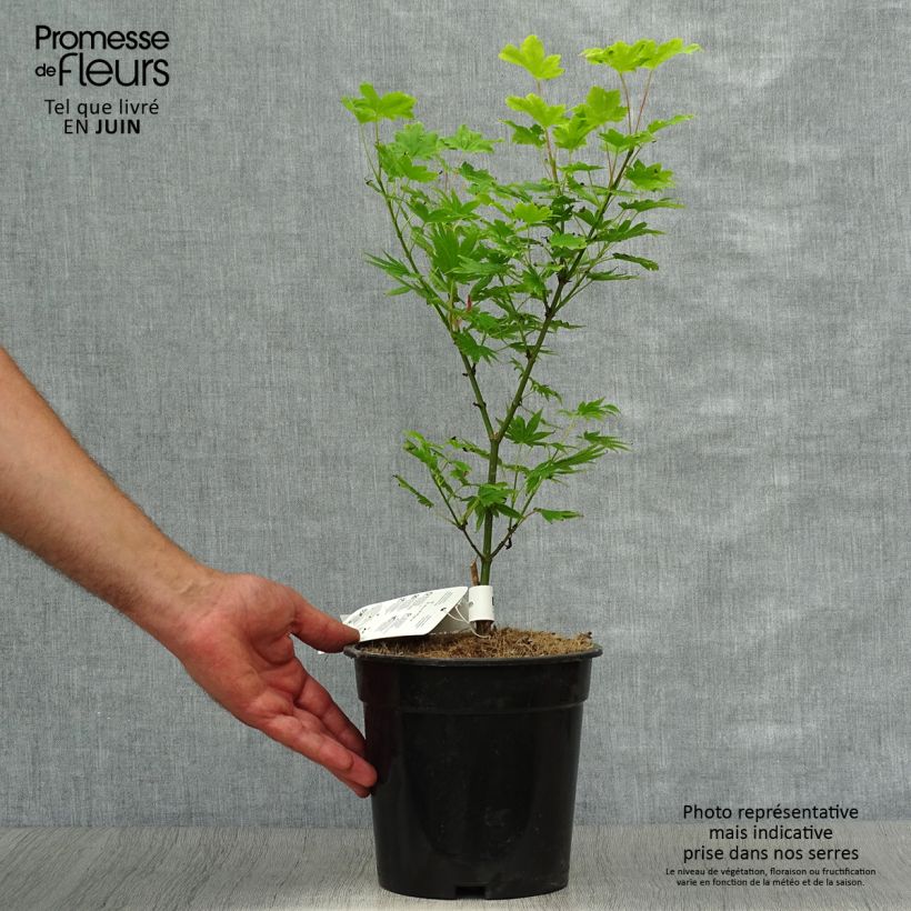 Exemplaar van Acer palmatum Summer Gold - Japanse esdoorn Pot van 3 l/4 l zoals geleverd in de zomer