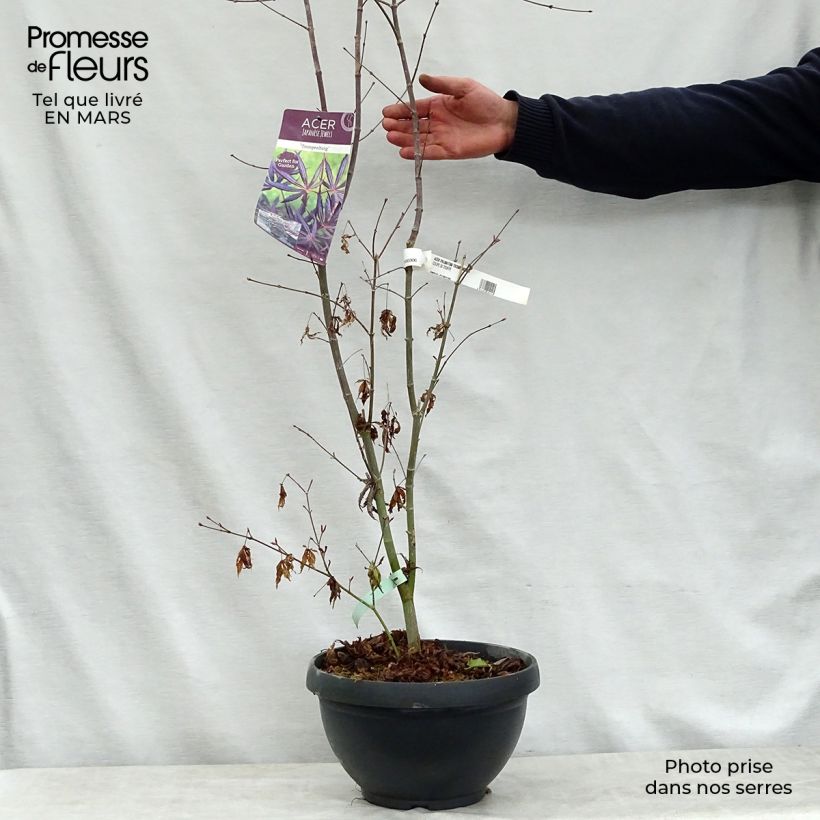 Example of Acer palmatum Trompenburg - Japanse esdoorn Pot van 6 l/7 l as you get in printemps