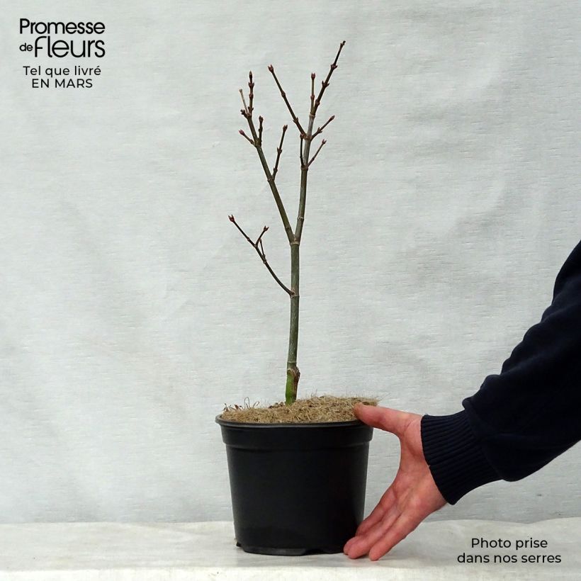 Example of Acer palmatum Trompenburg - Japanse esdoorn Pot van 3 l/4 l as you get in printemps