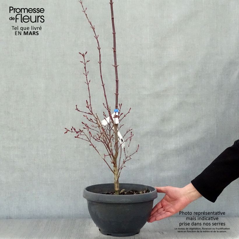 Example of Acer palmatum Twomblys Red Sentinel - Japanse esdoorn Inhoud 7,5 l / 10 l as you get in printemps