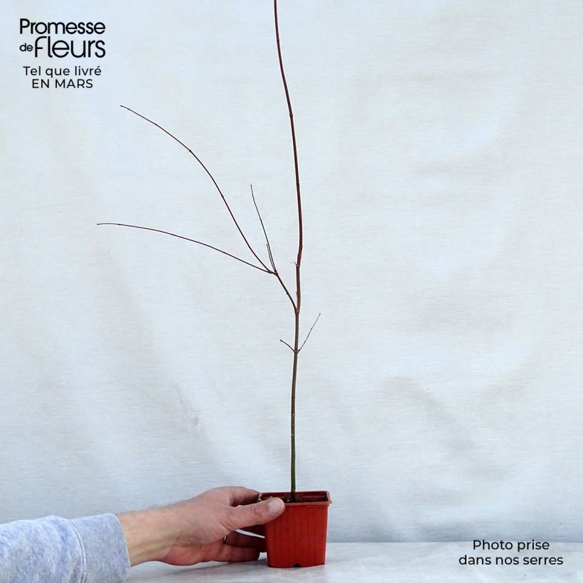 Exemplaar van Acer palmatum - Japanse esdoorn Kweekpotje van 8/9 cm zoals geleverd in de lente