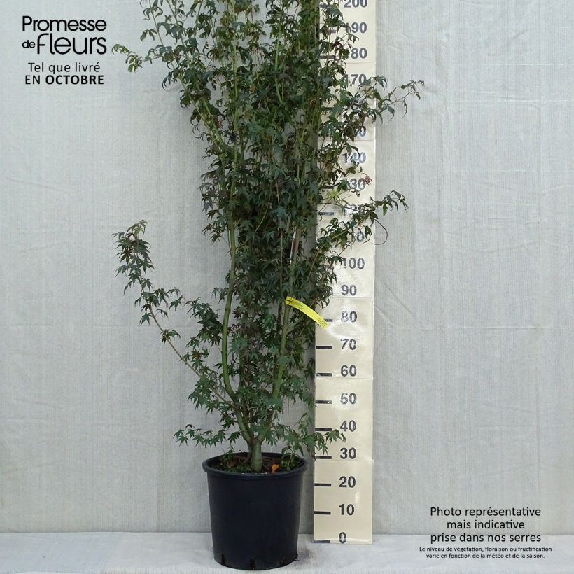 Exemplaar van Acer palmatum - Japanse esdoorn Pot van 20 l/25 l zoals geleverd in de herfst