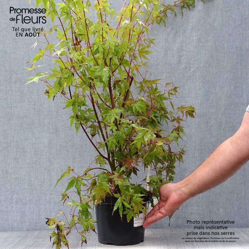 Exemplaar van Acer palmatum - Japanse esdoorn Pot van 3 l/4 l zoals geleverd in de zomer
