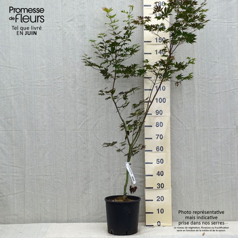 Exemplaar van Acer x pseudosieboldianum Ice Dragon IslID - Japanse esdoorn Pot van 12 l/15 l zoals geleverd in de zomer