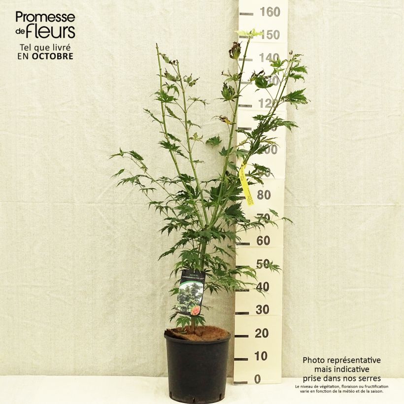 Exemplaar van Acer x pseudosieboldianum North Wind - Koreaanse esdoorn Pot van 12 l/15 l zoals geleverd in de herfst