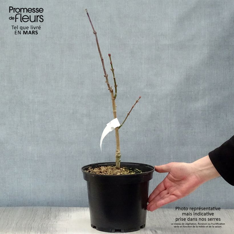 Exemplaar van Érable du Japon - Acer shirasawanum Aureum Pot de 3L/4L zoals geleverd in de lente