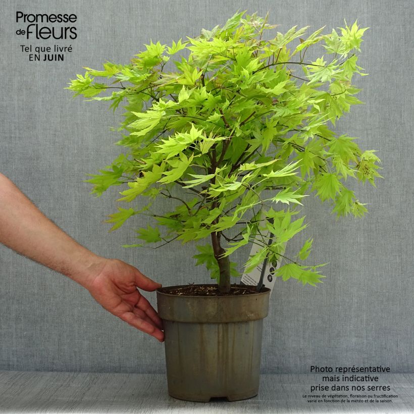 Exemplaar van Acer shirasawanum Autumn Moon - Japanse esdoorn Pot van 7,5 l/10 l zoals geleverd in de zomer