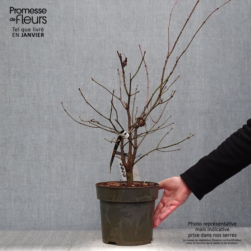 Exemplaar van Acer shirasawanum Autumn Moon - Japanse esdoorn Pot van 7,5 l/10 l zoals geleverd in de winter
