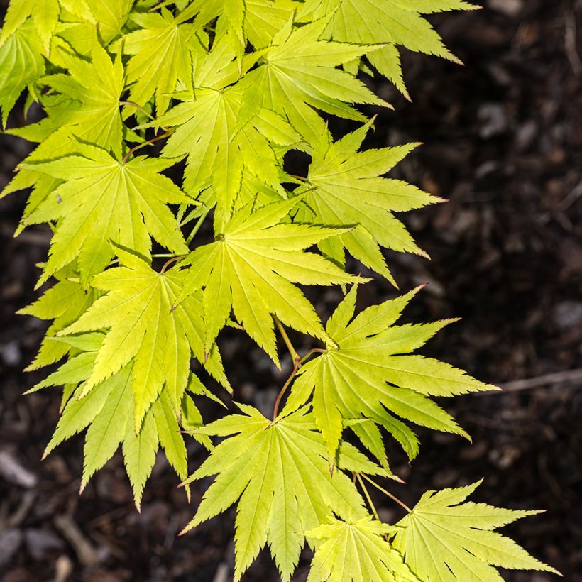 Acer shirasawanum Jordan - Japanse esdoorn (Blad)