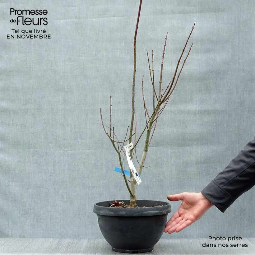 Exemplaar van Acer shirasawanum Jordan - Japanse esdoorn Inhoud 7,5 l / 10 l zoals geleverd in de herfst