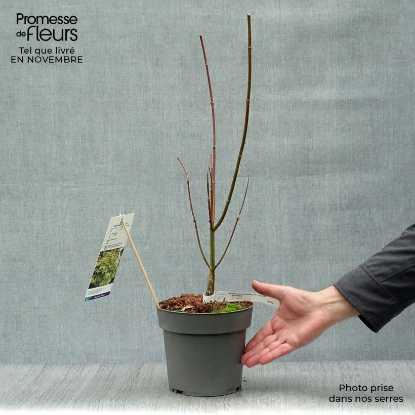 Exemplaar van Acer shirasawanum Jordan - Japanse esdoorn Pot van 2 l/3 l zoals geleverd in de herfst